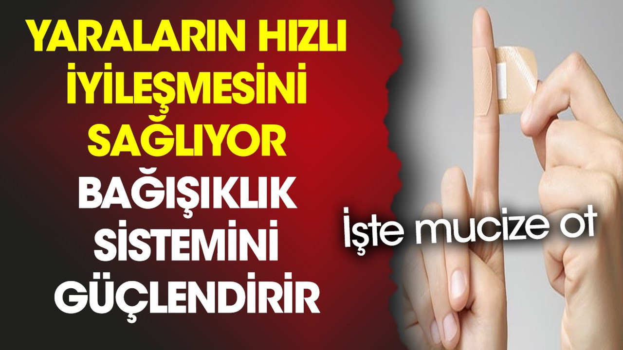 Yaraların hızlı iyileşmesini sağlıyor. Bağışıklık sistemini güçlendirir. İşte mucize ot