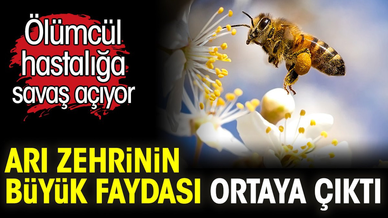 Arı zehrinin büyük faydası ortaya çıktı. Ölümcül hastalığa iyi geliyor