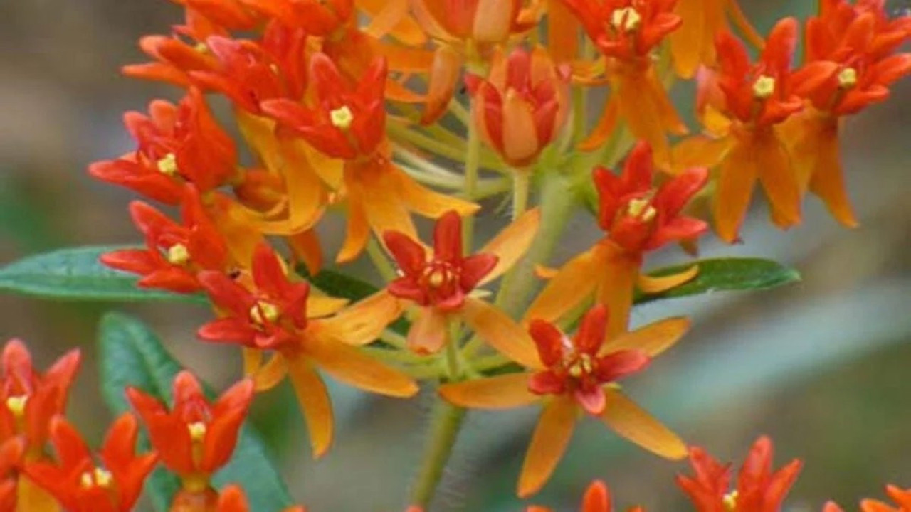 Zatürre otu sadece zatürreye iyi gelmiyor...