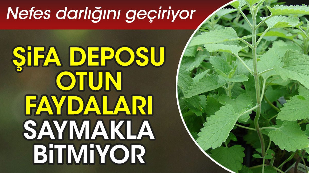 Nefes darlığını geçiriyor. Şifa deposu otun faydaları saymakla bitmiyor