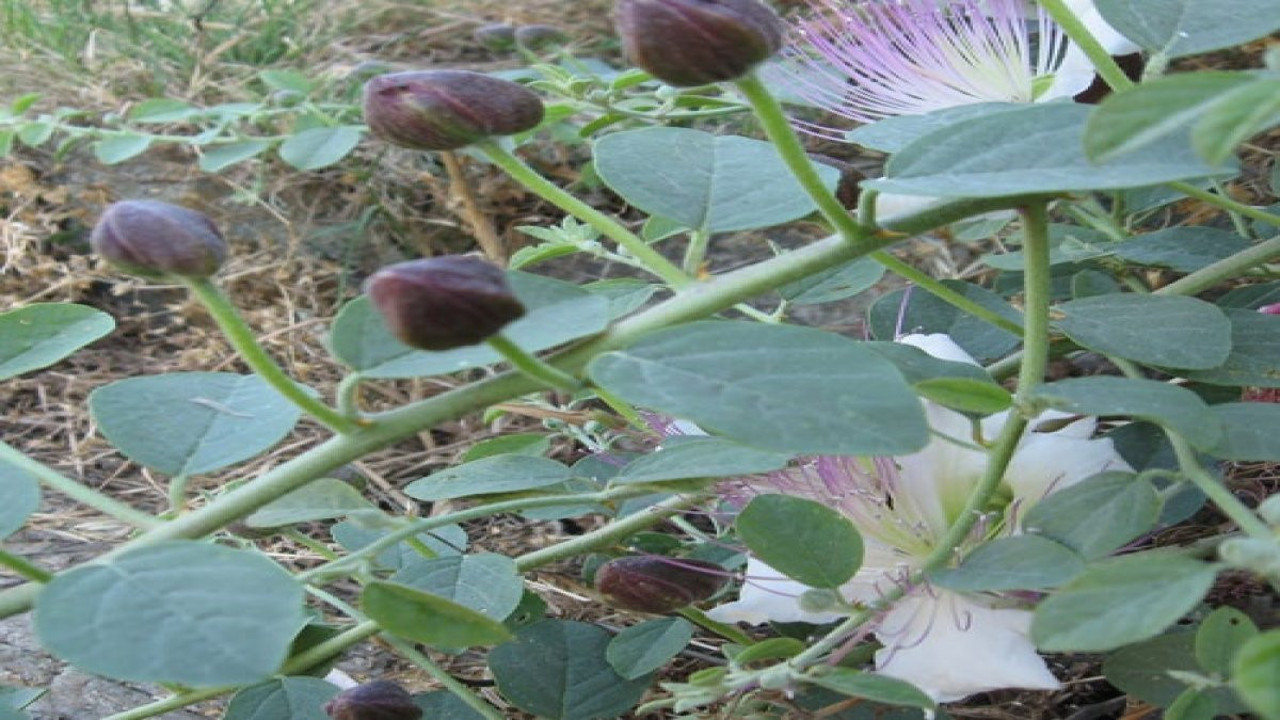 Kedi tırnağı bitkisinin şaşırtan yararları (07 Ocak 2024)