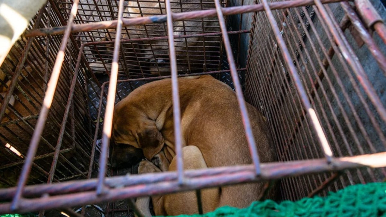 Köpek eti ticaretini yasaklayan yasa kabul edildi