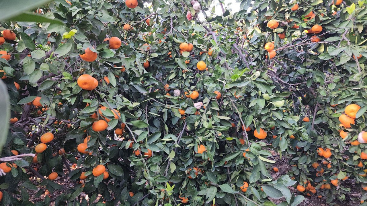 Mandalinalar ağaçta kaldı. Fiyatı 2 liraya kadar düştü
