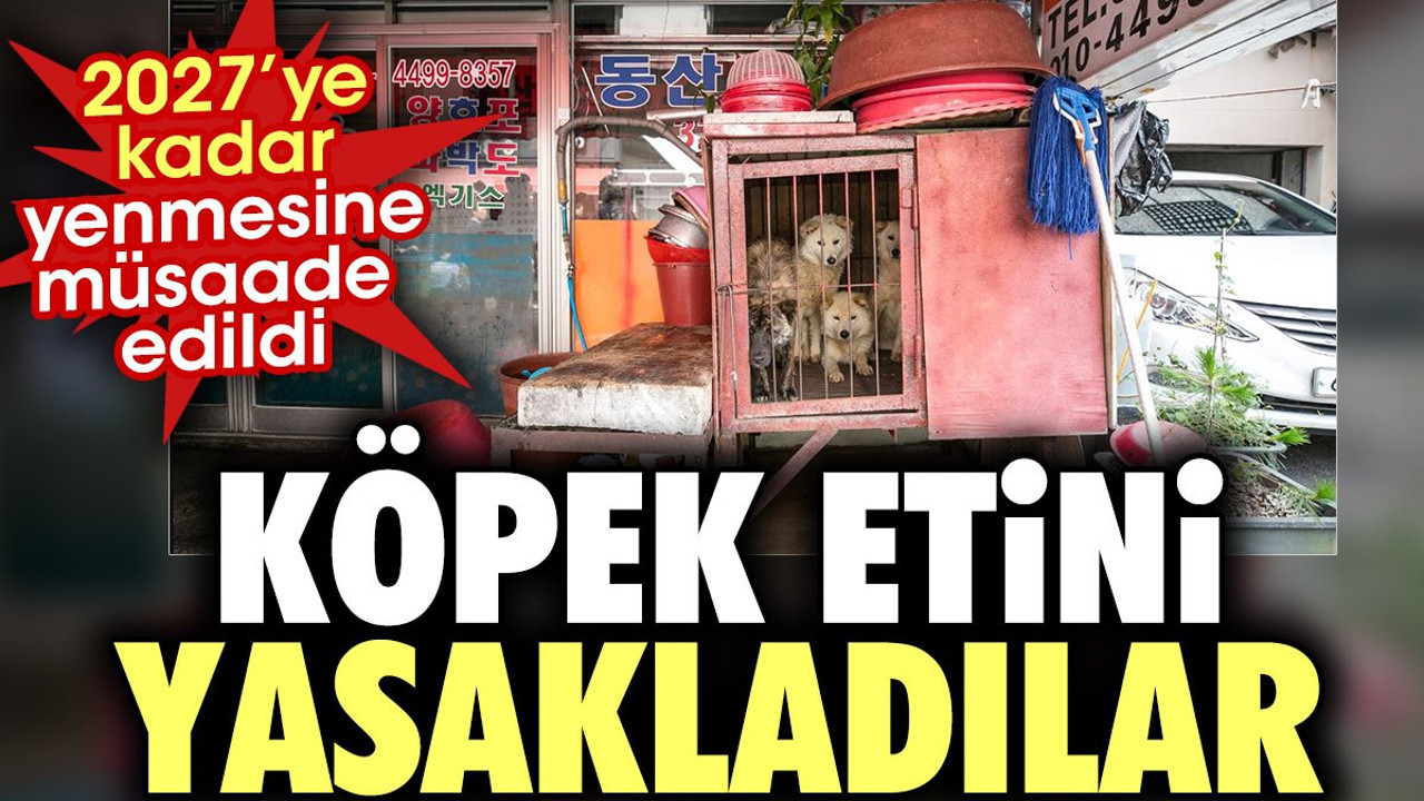 Köpek etini yasakladılar. 2027'ye kadar yenmesine müsaade edildi
