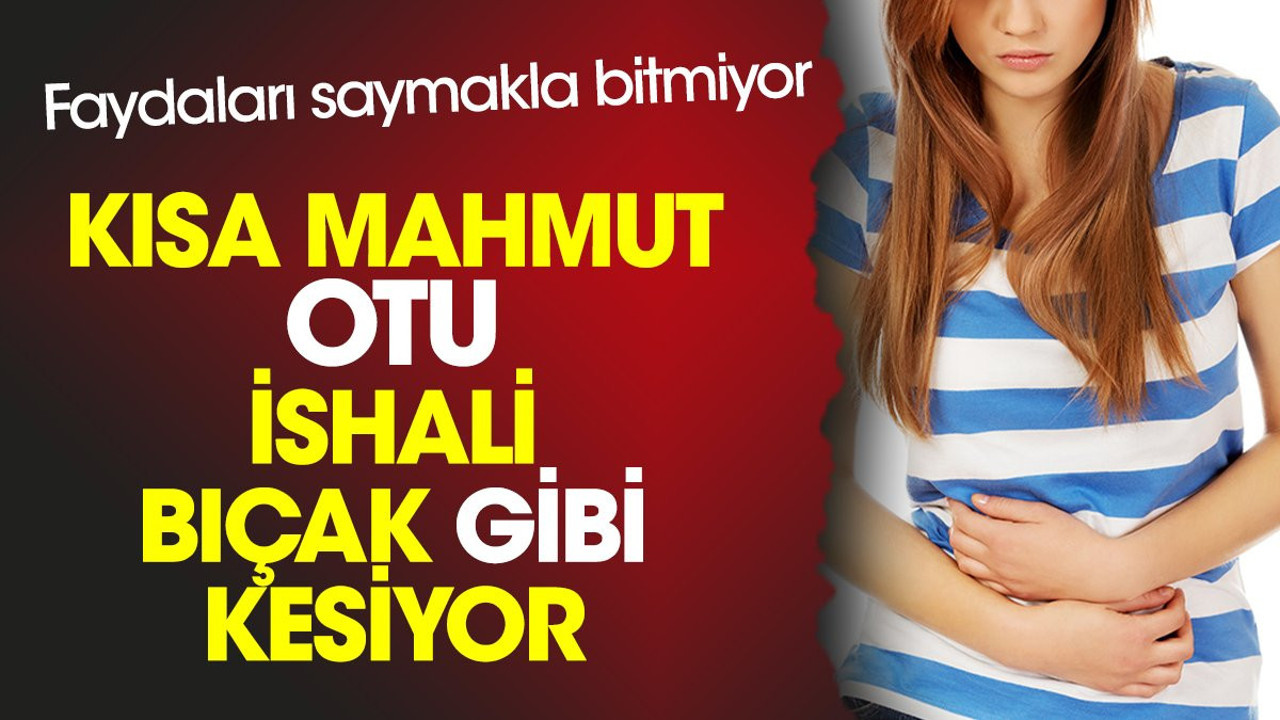 Kısa Mahmut otu ishali bıçak gibi kesiyor. Faydaları saymakla bitmiyor