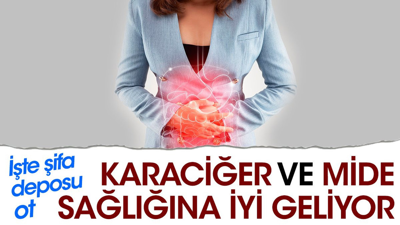Karaciğer ve mide sağlığına iyi geliyor. İşte şifa deposu ot