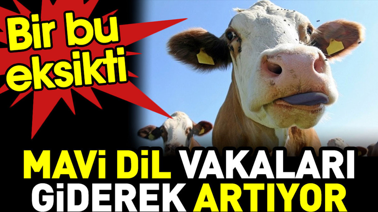Mavi dil vakaları giderek artıyor. Bir bu eksikti