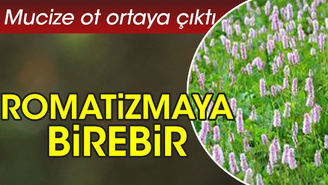 Romatizmaya birebir. Mucize ot ortaya çıktı