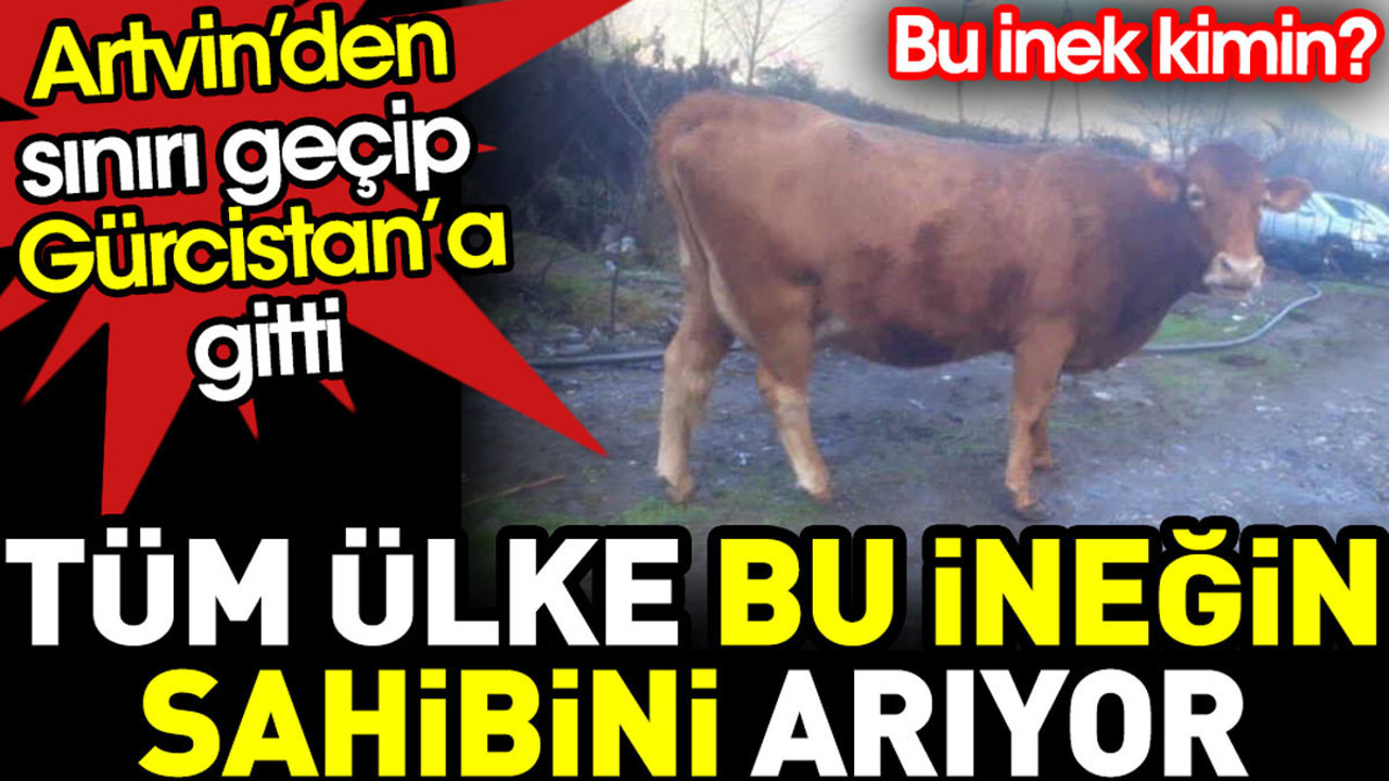 Artvin’den sınırı geçip Gürcistan’a giden ineğin sahibini tüm ülke arıyor. Kimin bu inek?