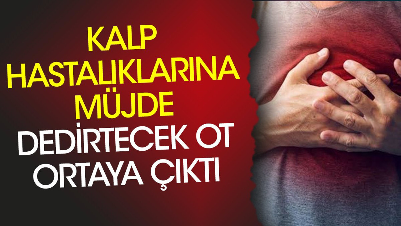 Kalp hastalıklarına müjde dedirtecek ot ortaya çıktı