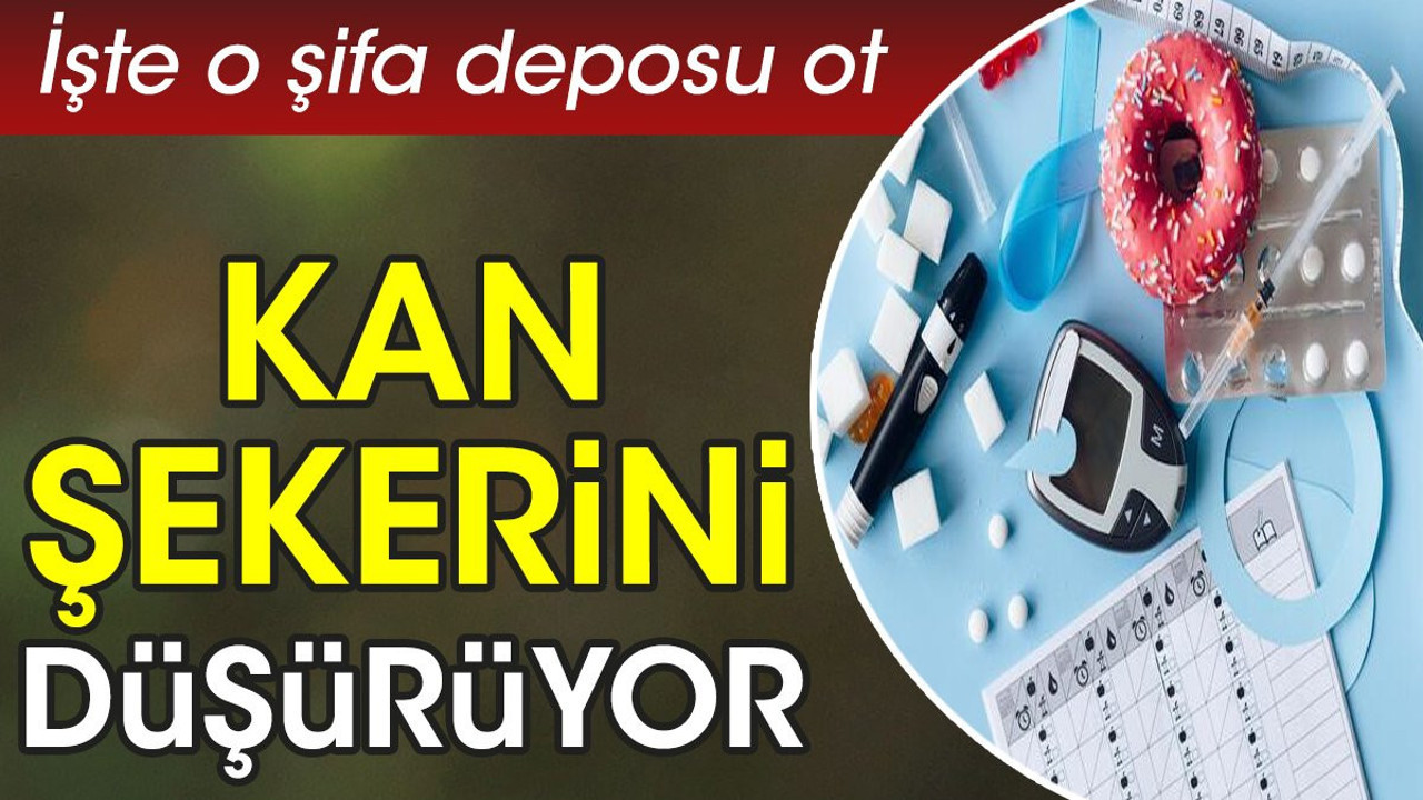 Kan şekerini düşürüyor. İşte o şifa deposu ot