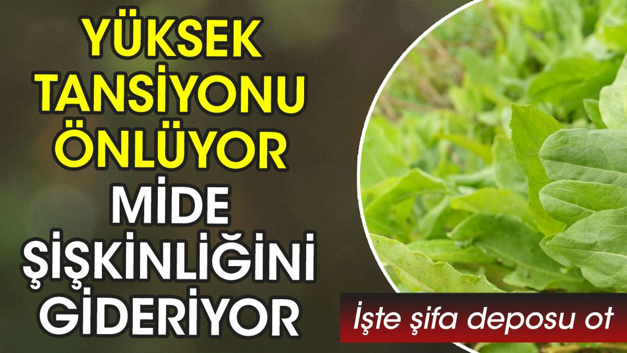 Yüksek tansiyonu önlüyor. Mide şişkinliğini gideriyor. İşte şifa deposu ot