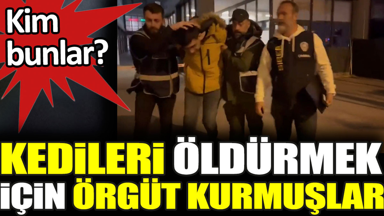 Kedileri öldürmek için örgüt kurmuşlar. Kim bunlar?