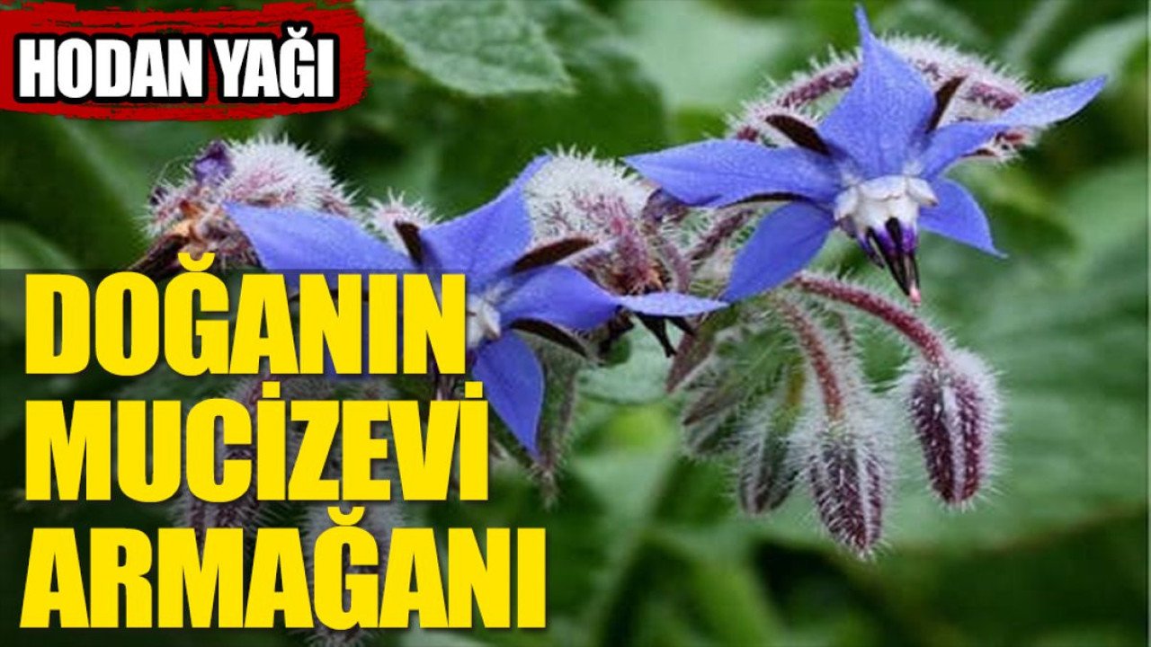 Doğanın mucizevi armağanı