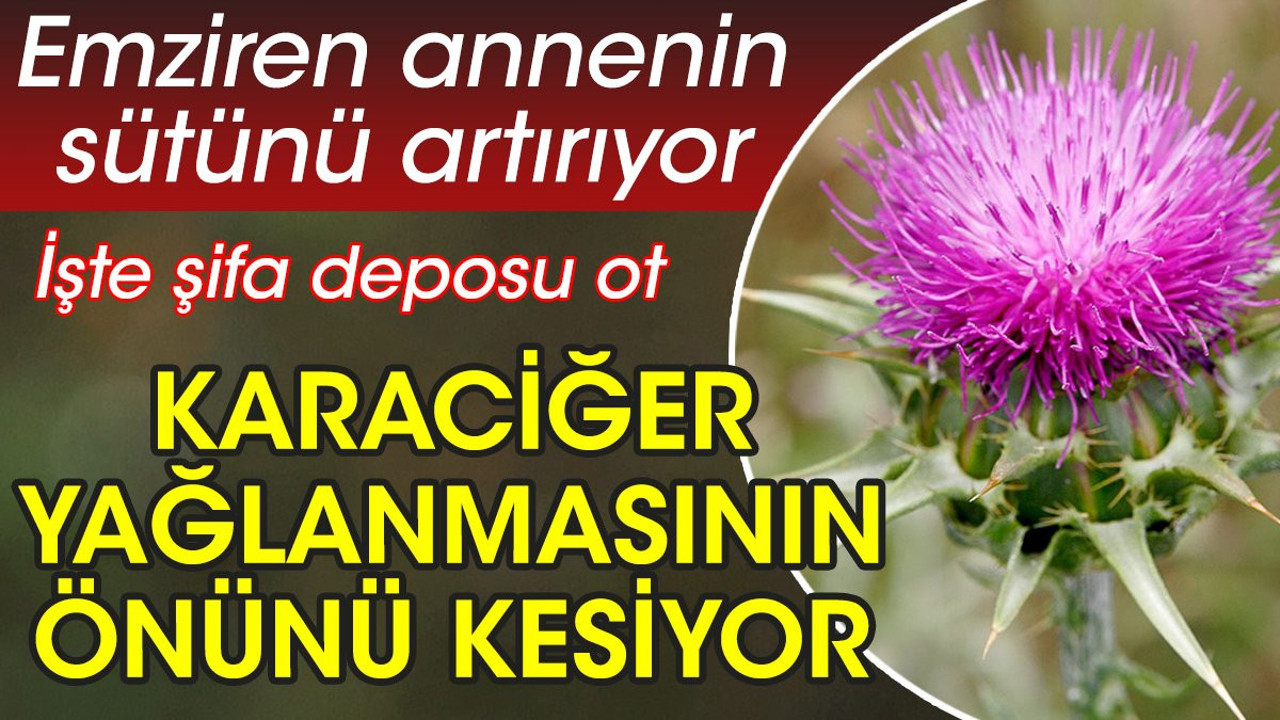 Emziren annenin sütünü artırıyor. Karaciğer yağlanmasının önünü kesiyor. İşte şifa deposu ot