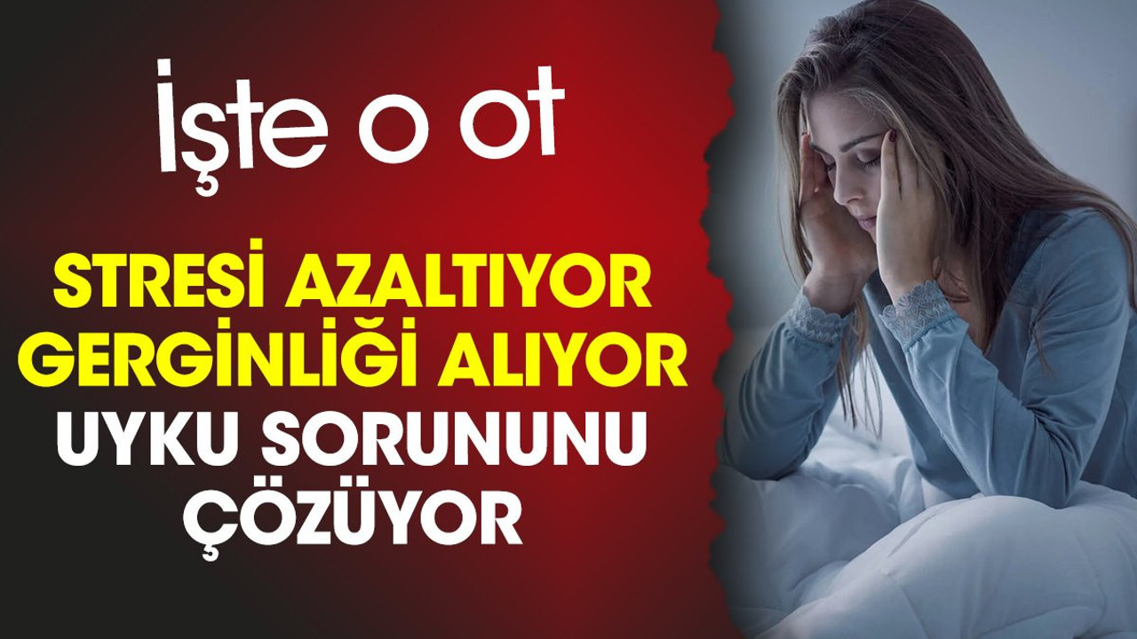 Stresi azaltıyor. Gerginliği alıyor. Uyku sorununu çözüyor. İşte o ot