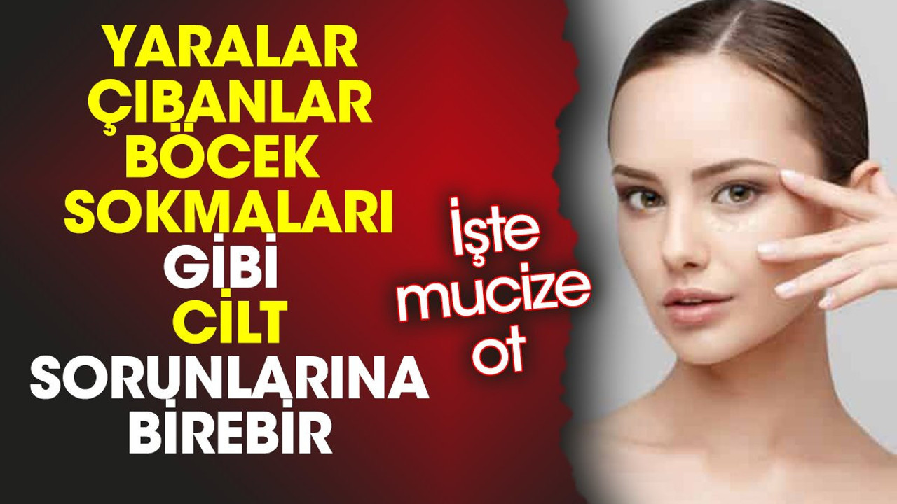 Yaralar çıbanlar böcek sokmaları gibi cilt sorunlarına birebir. İşte mucize ot