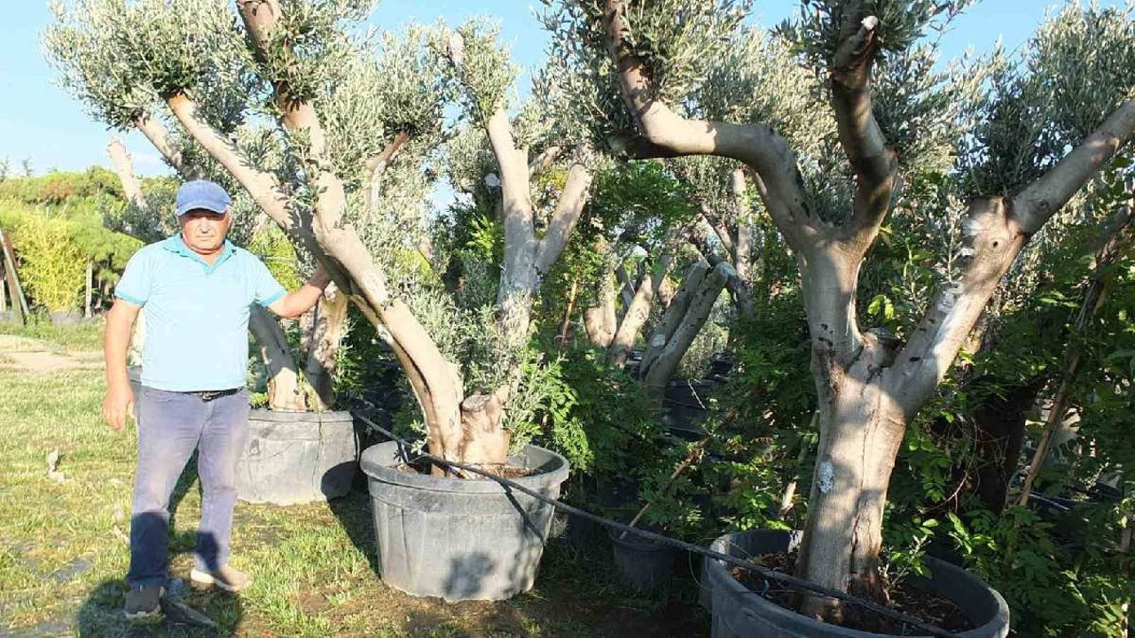 Saksılara ekip ekip satıyorlar, oluk oluk para kazanıyorlar. Dikildiği yıl meyve veriyor