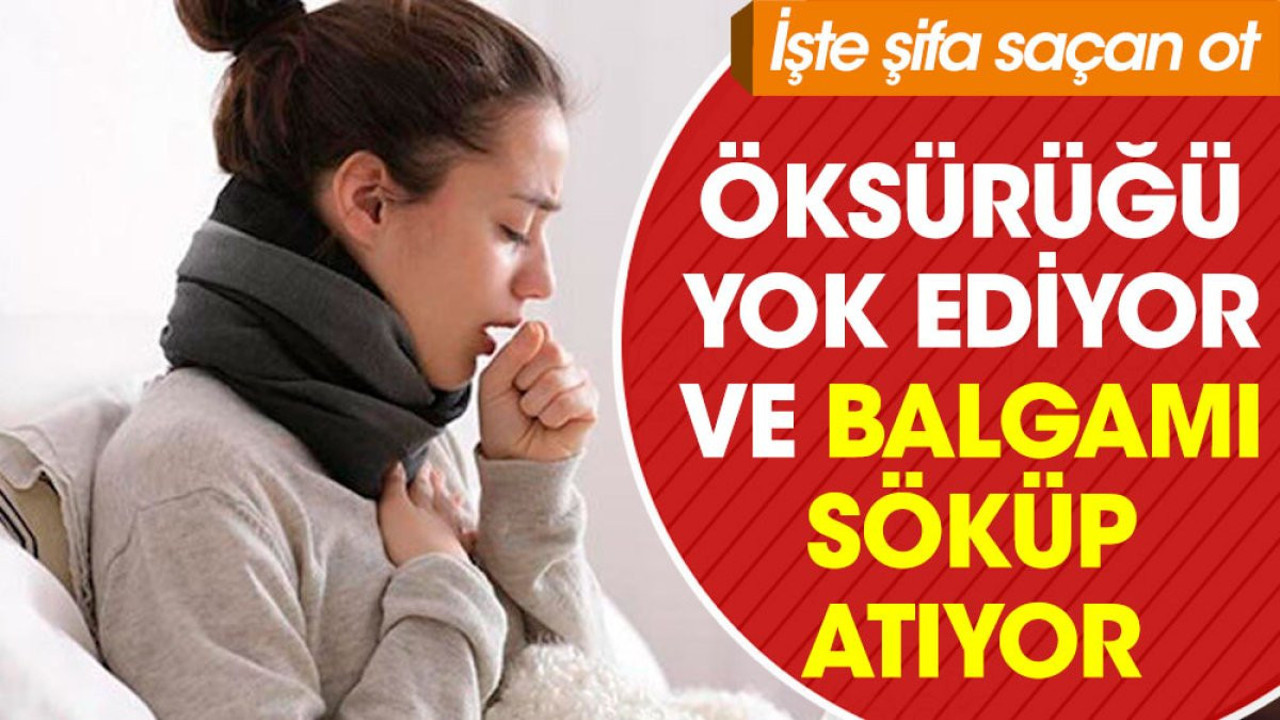 Öksürüğü yok ediyor ve balgamı söküp atıyor. İşte şifa saçan ot