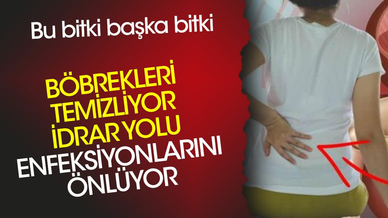 Böbrekleri temizliyor. İdrar yolu enfeksiyonlarını önlüyor. Bu bitki başka bitki