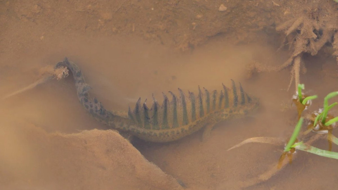 Sulama göletinde tesadüfen bulundu. Nesli tükenme tehlikesinde