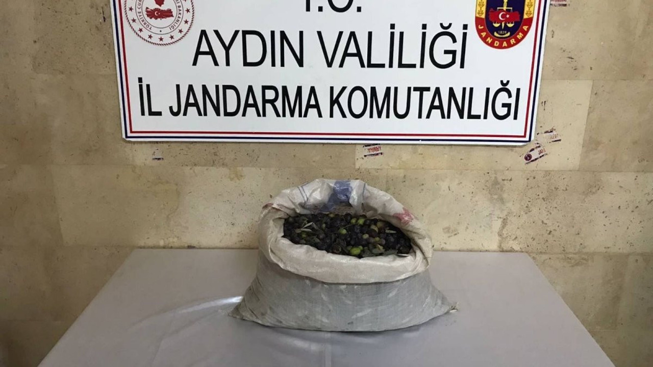 Suç makinaları zeytin bahçesine dadandı