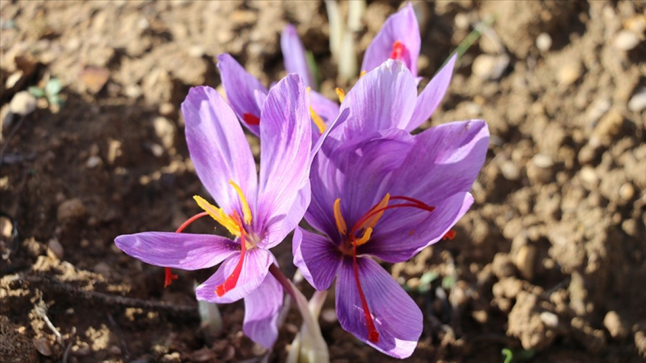Safranbolu safranı markalaşma yolunda ilerleyecek