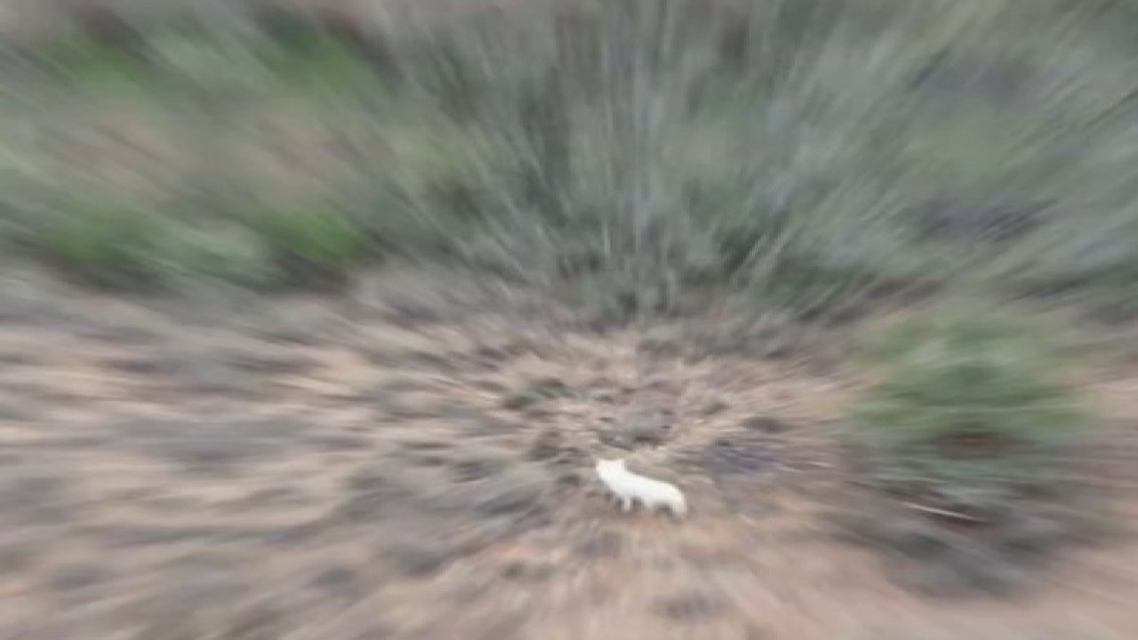 Türkiye'de ilk kez bir "albino çakal" görüntülendi