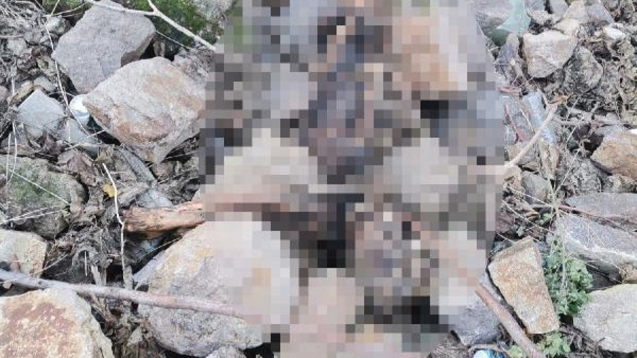 İzmir’de sokak ortasında insan iskeleti bulundu. 1 yıllık olduğu tahmin ediliyor