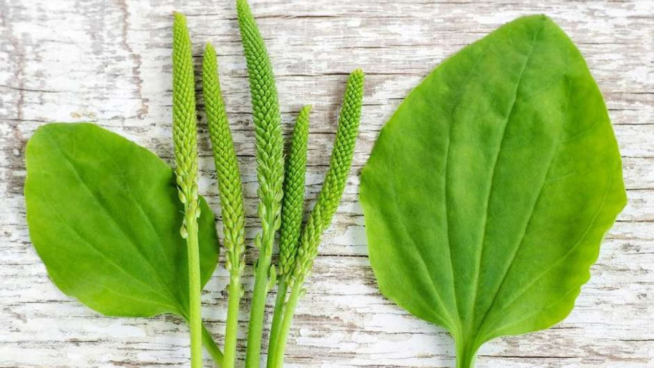 Yaraların iyileşmesine yardımcı oluyor. İşte şifa deposu otun muhteşem yararları