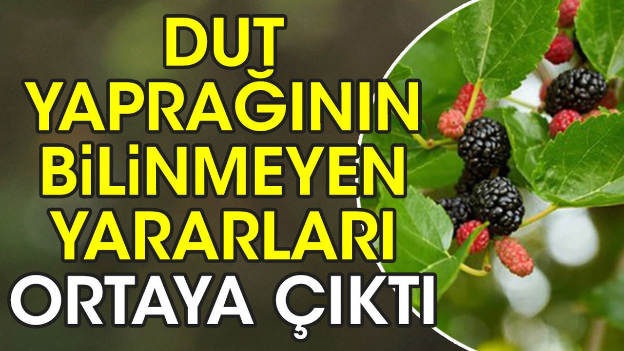 Dut yaprağının bilinmeyen yararları ortaya çıktı