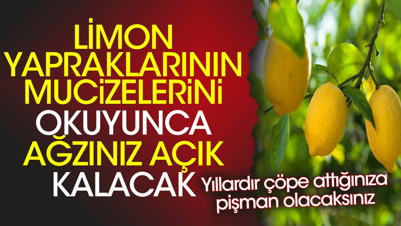 Limon yapraklarının mucizelerini okuyunca ağzınız açık kalacak. Yıllardır çöpe attığınıza pişman olacaksınız