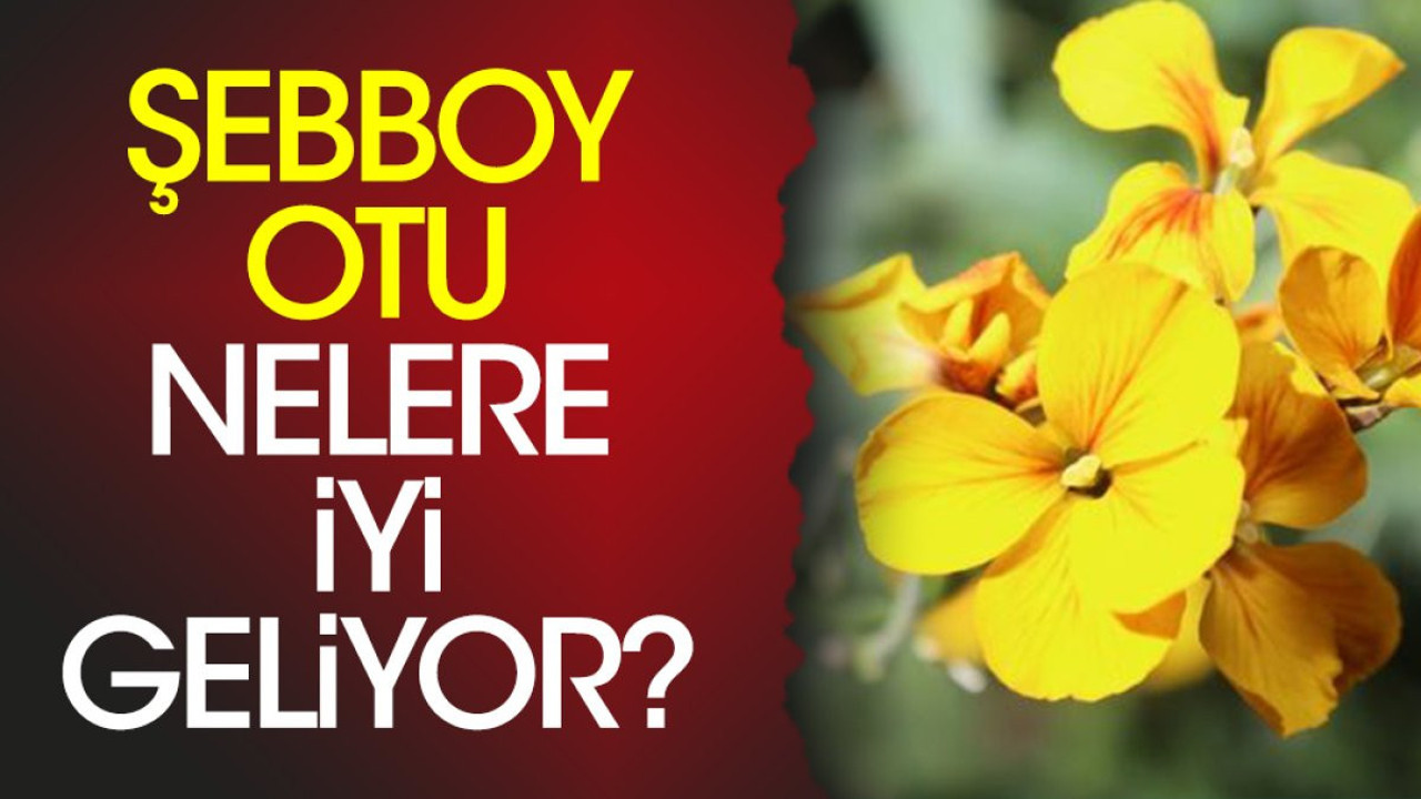Şebboy otu nelere iyi geliyor?