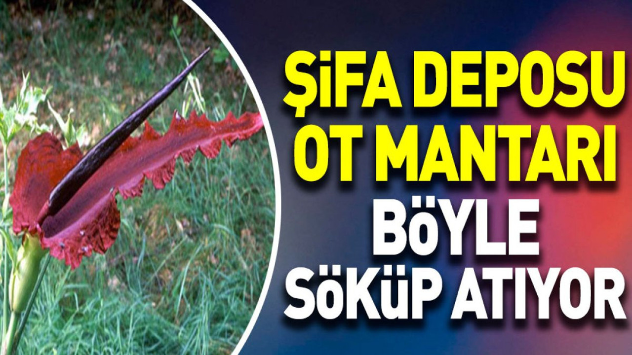 Şifa deposu ot mantarı böyle söküp atıyor