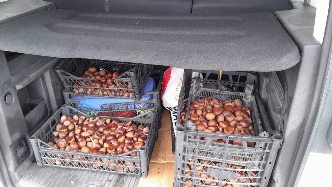 Iğdır’da onlarca kilo Çin kestanesi ele geçirildi