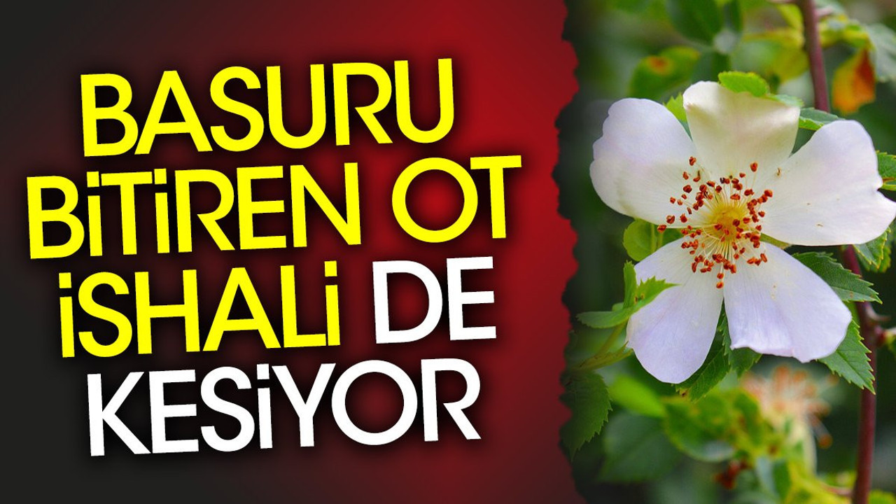 Basuru bitiren ot ishali de kesiyor