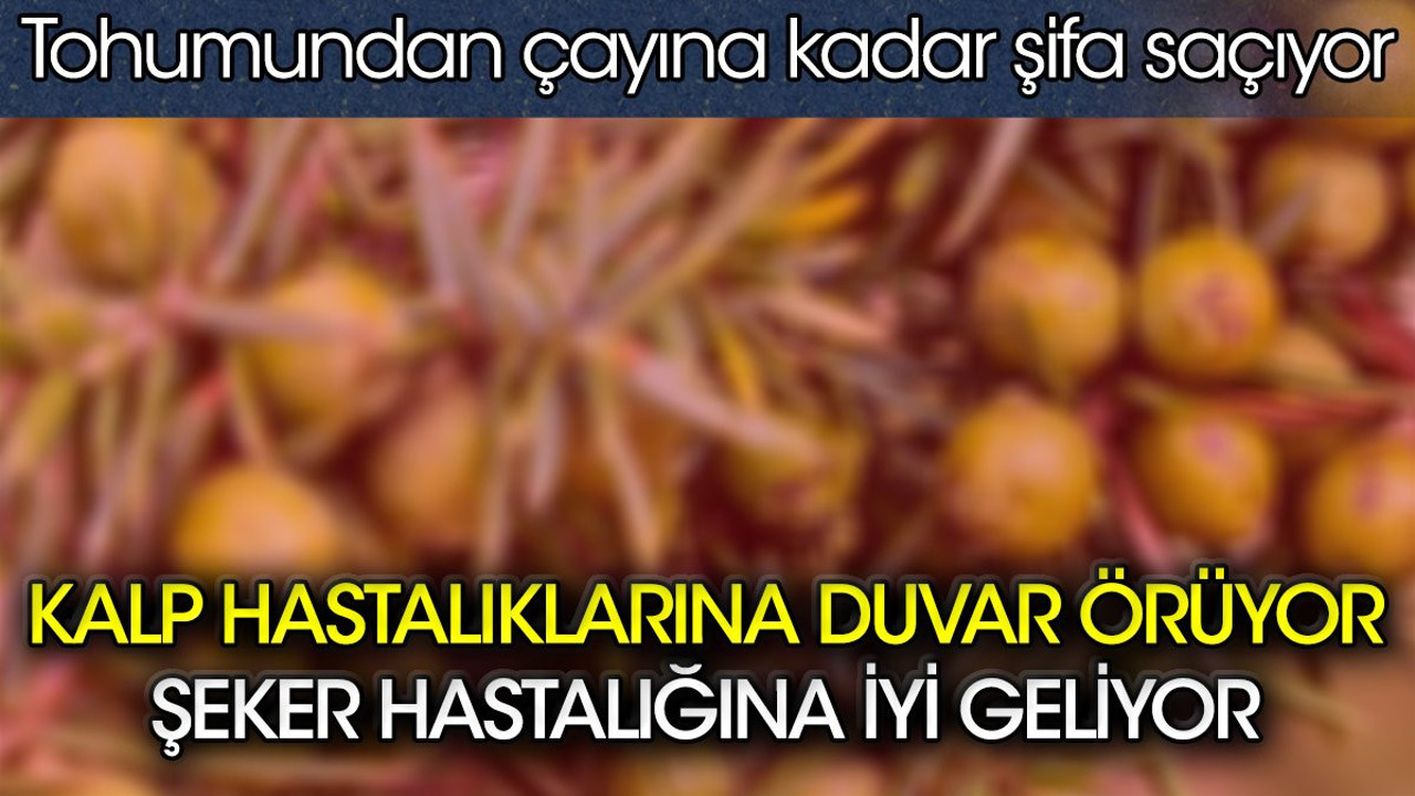 Kalp hastalıklarına duvar örüyor. Şeker hastalığına iyi geliyor. Tohumundan çayına kadar şifa saçıyor