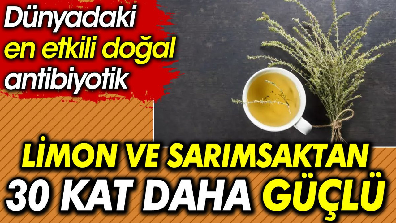 Limon ve sarımsaktan 30 kat daha güçlü. Dünyadaki en etkili doğal antibiyotik