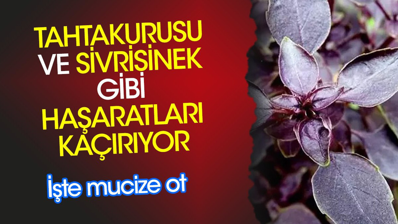 Tahtakurusu ve sivrisinek gibi haşaratları kaçırıyor. İşte mucize ot