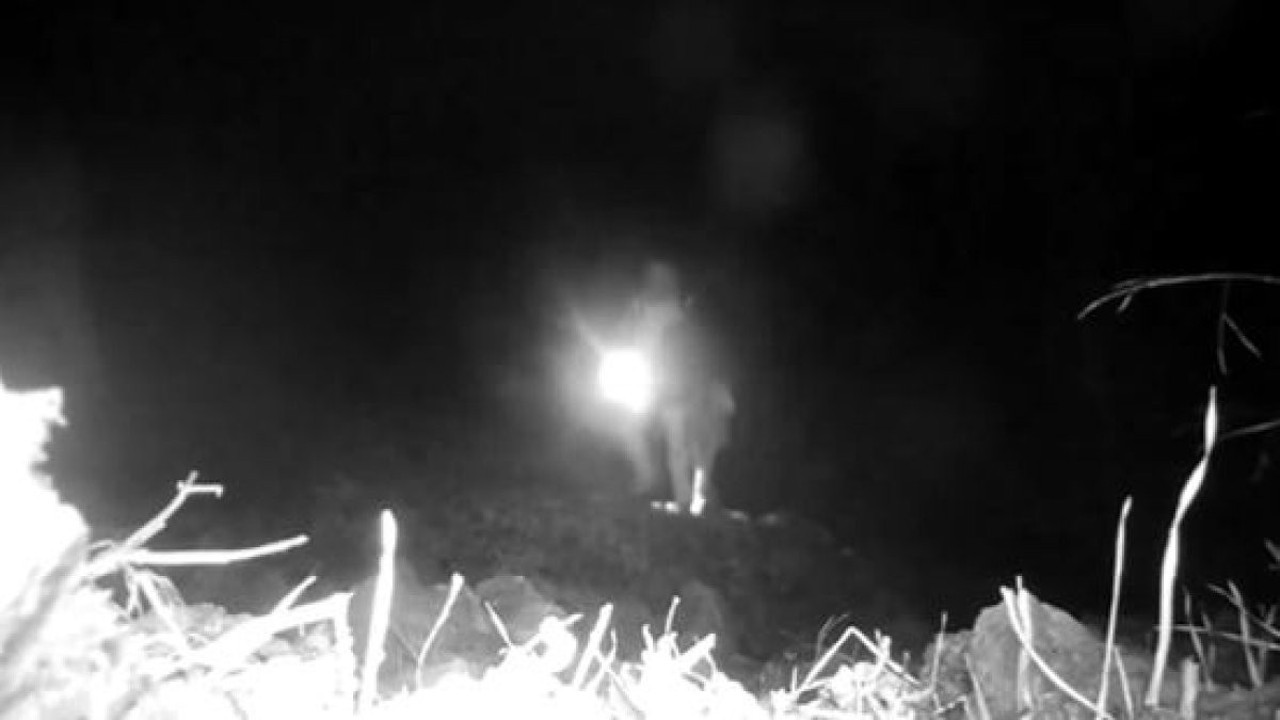 Kaçak avcılık yapan şahıslara 345 bin lira para cezası verildi