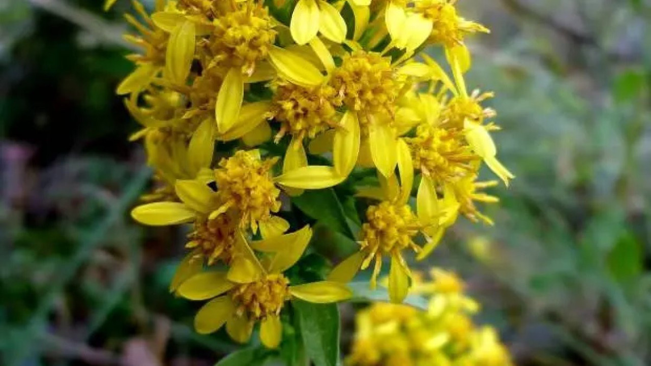 Uykusuzluğu giderir. Kalbi kuvvetlendirir. Yüksek tansiyonu düşürür. İşte o ot