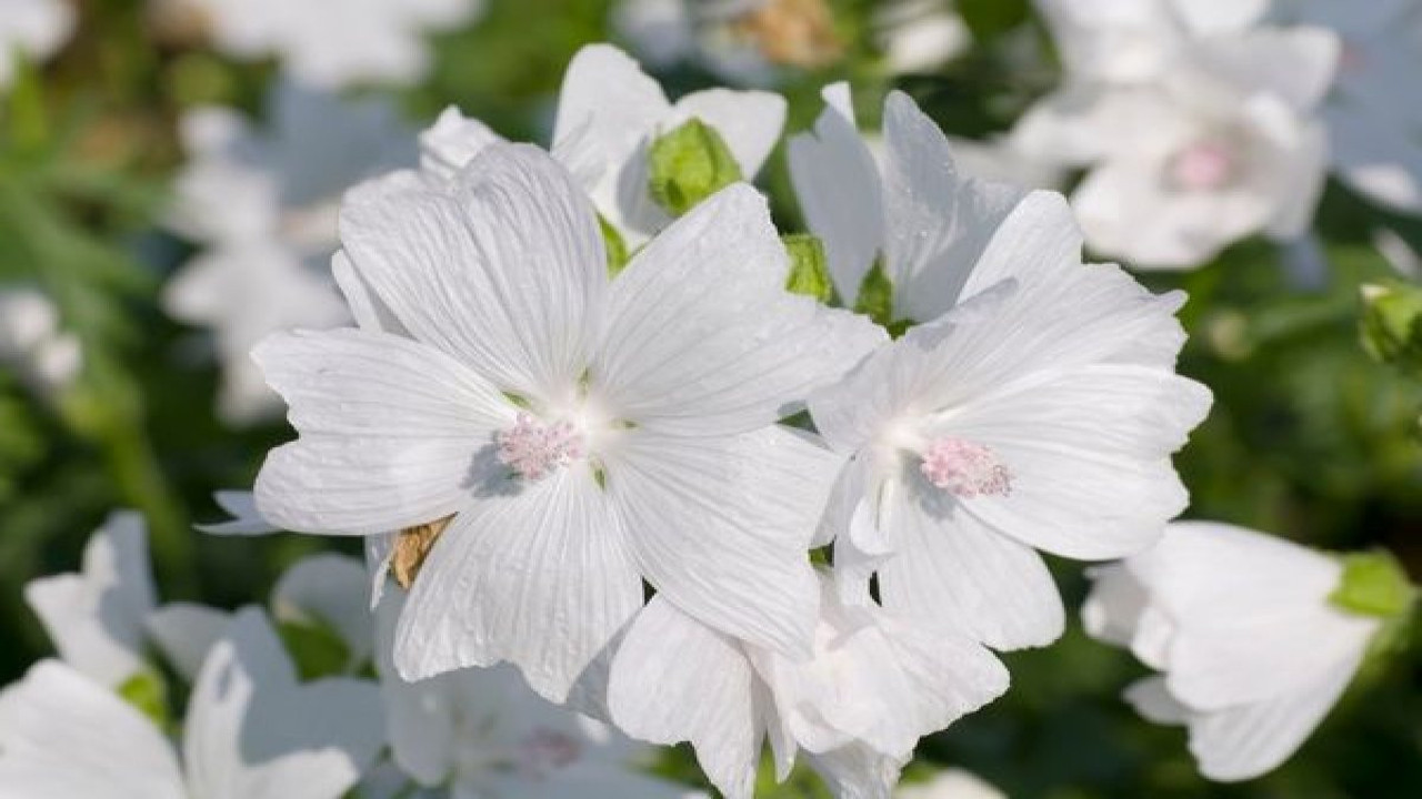 Dizanteri ve ishali keser. Hazım bozukluklarını giderir. İşte şifa deposu ot