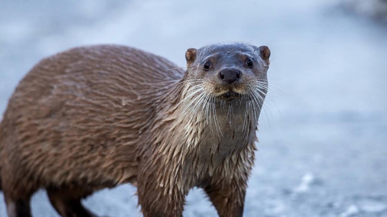 Nesli tükenmekte olan su samuru Ardahan’da görüntülendi