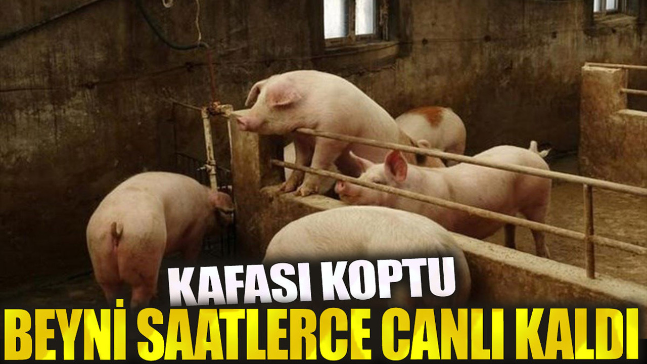 Kafası koptu beyni saatlerce canlı kaldı