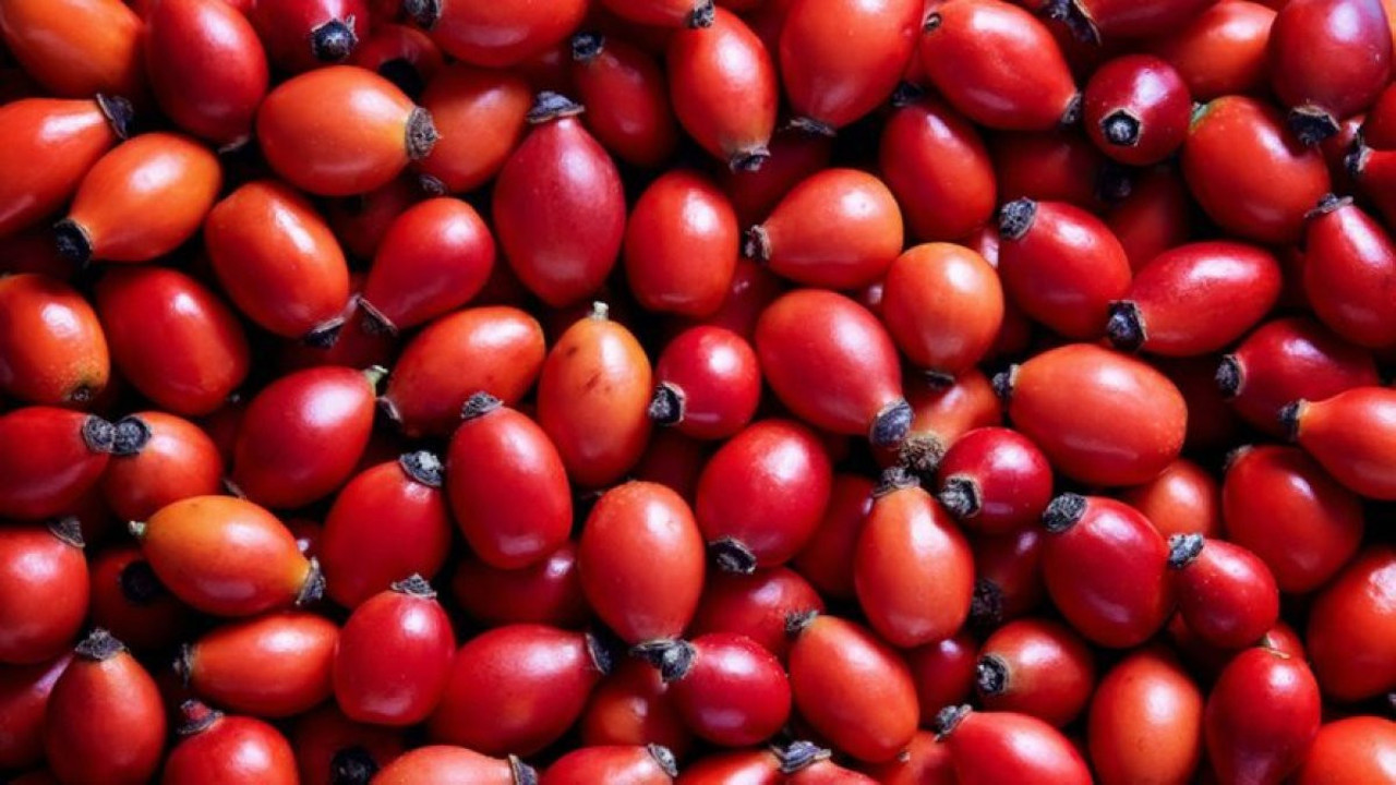 Birkaç tane yemek yeterli