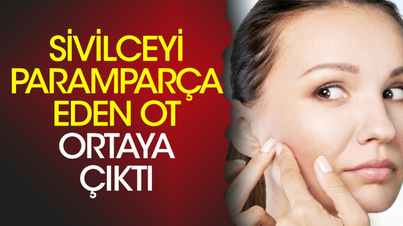 Sivilceyi param parça eden ot ortaya çıktı