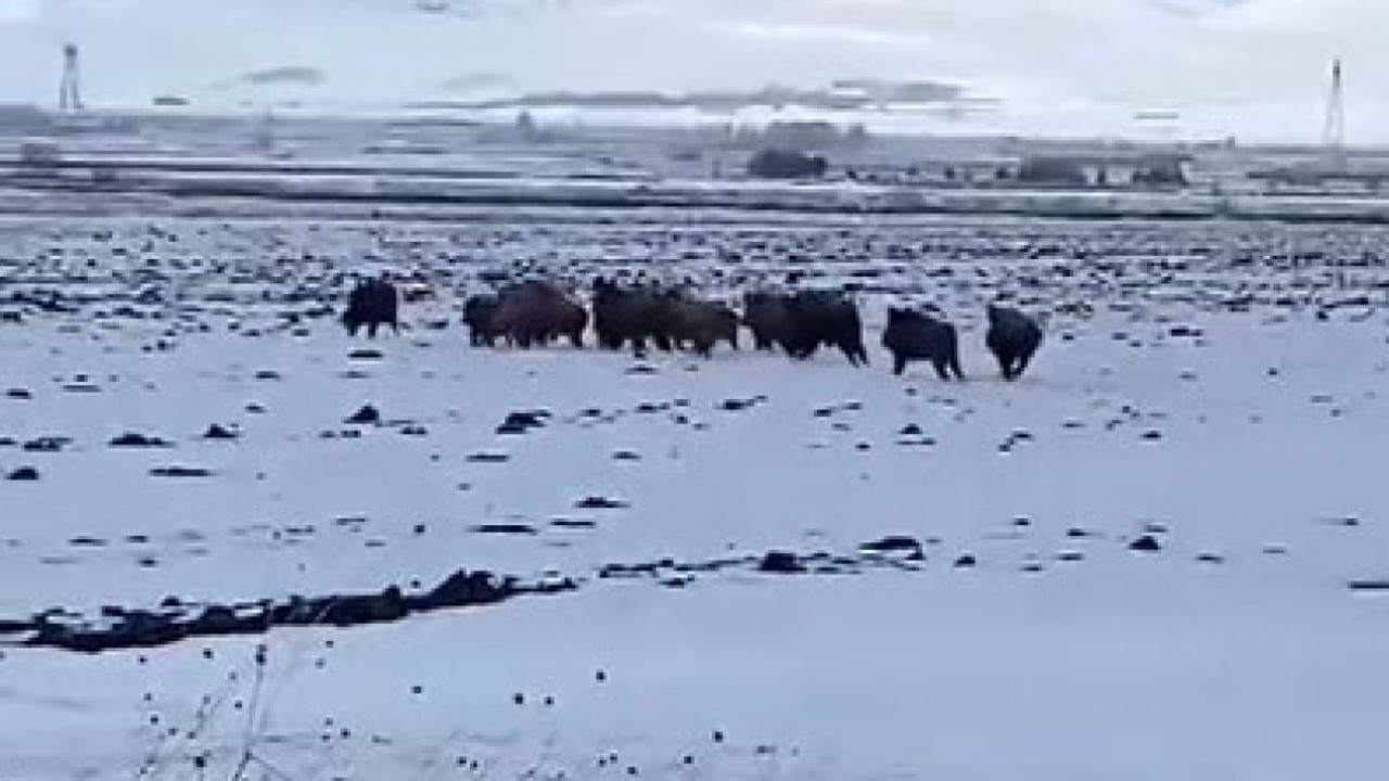 Aç kalan domuz sürüsü köye indi