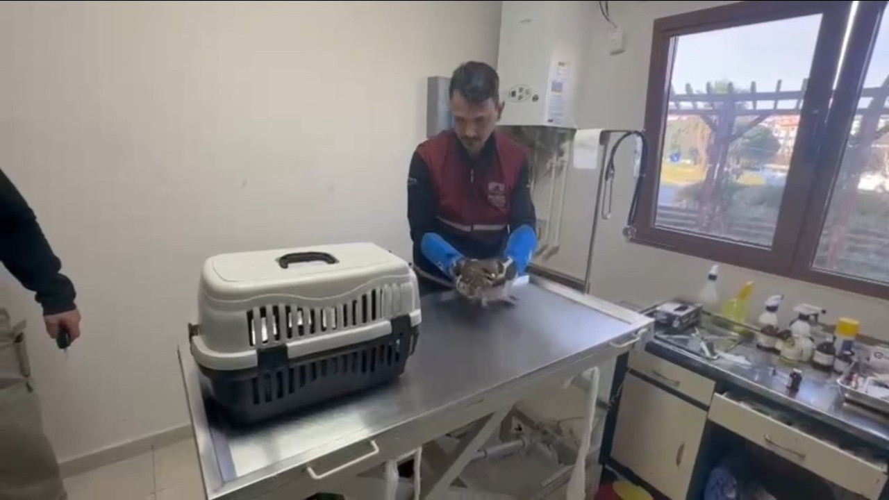 İstanbul'da bulunan yaralı atmaca tedavi edildi