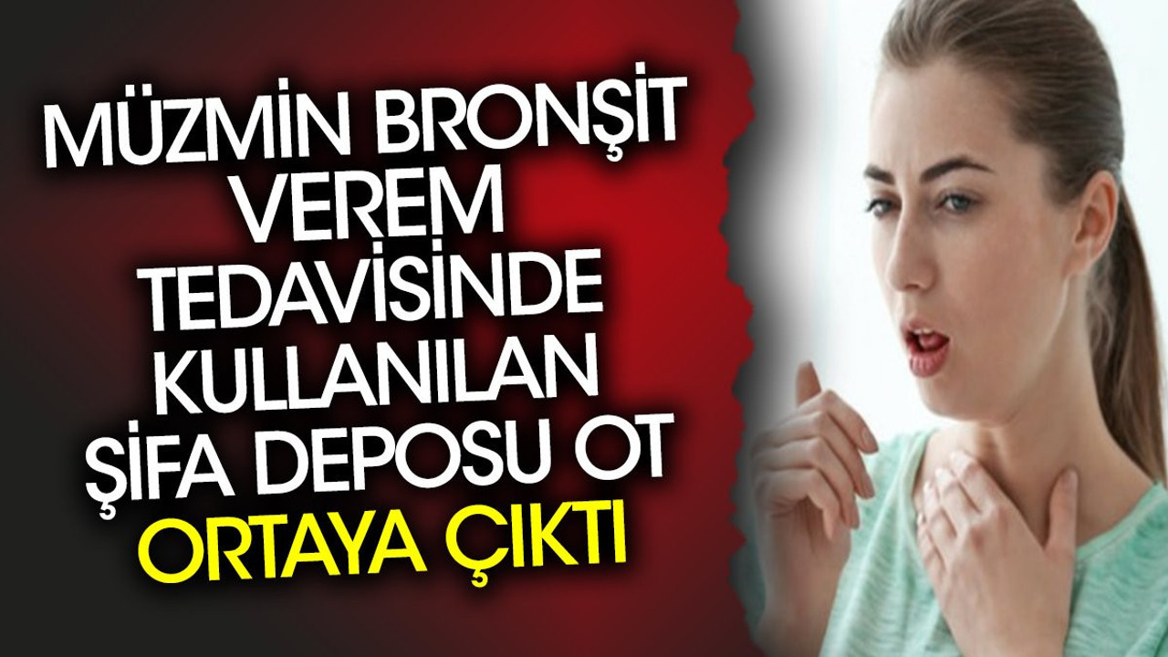 Müzmin bronşit verem tedavisinde kullanılan şifa deposu ot ortaya çıktı
