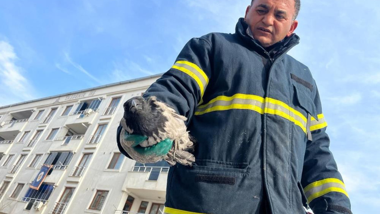 Çatıda asılı kalan kuş itfaiyenin çalışmaları sonrası kurtarıldı